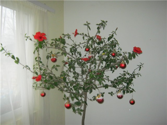 hibiskus